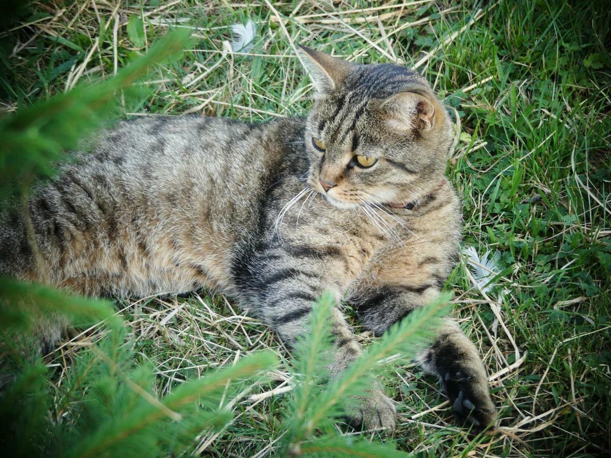 Venkovské apartmány Tiché pastviny Kamenicky Senov Esterno foto